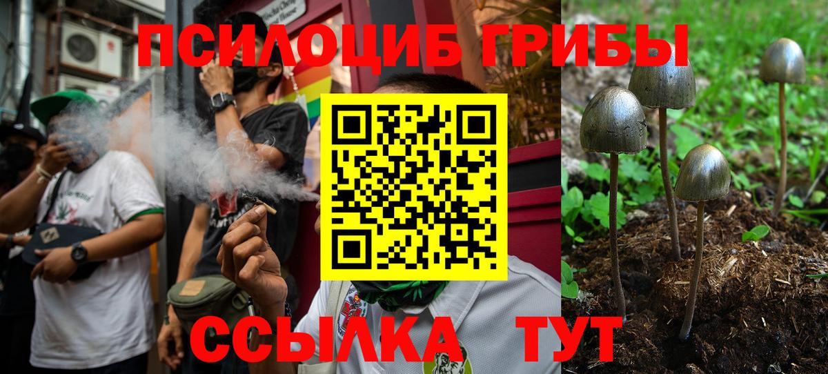 Галлюциногенные грибы Psilocybine cubensis Дедовск